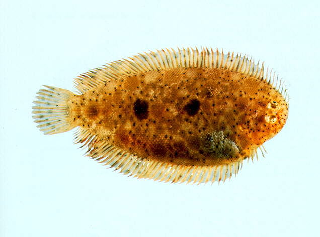 (Liachirus Günther, 1962) Род ЛИАХИРЫ 2 вида